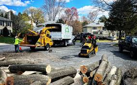 Trusted Annapolis, MD Tree Services Experts